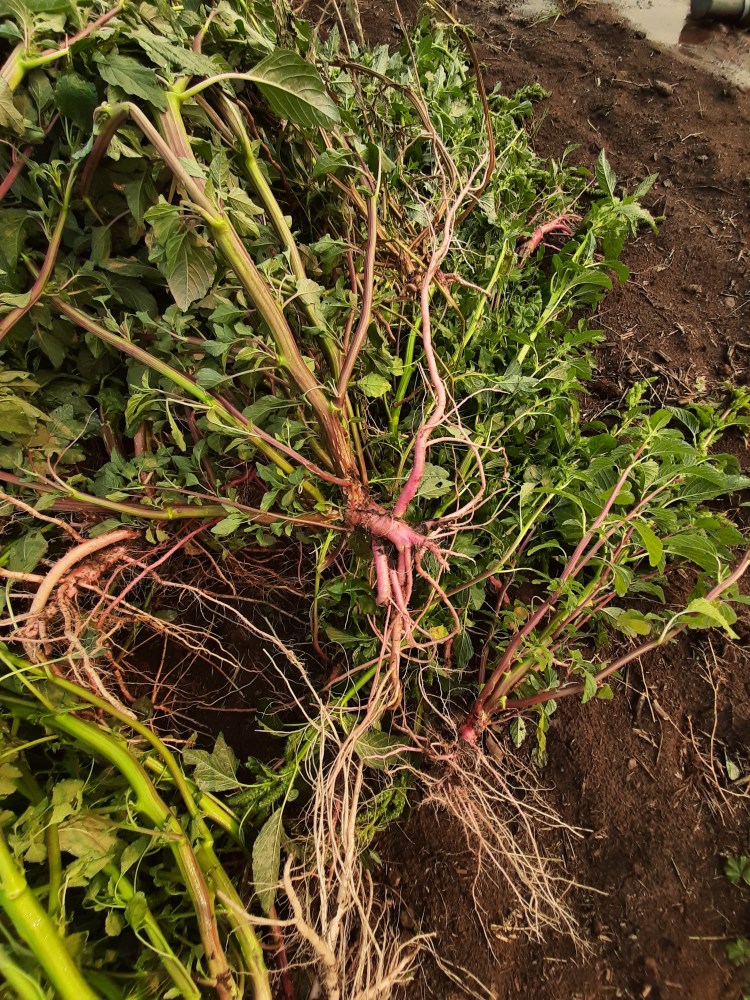 Redroot pigweed's pink roots.