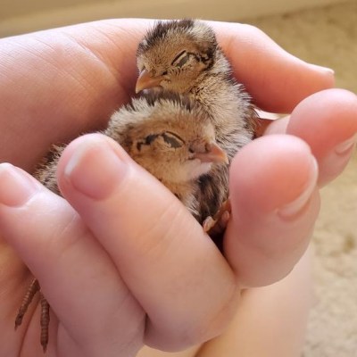 Quail on my&nbsp;mind….