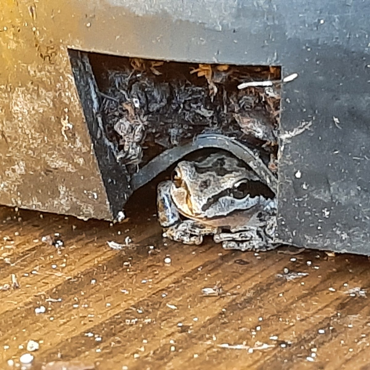 Winter Window-Garden….