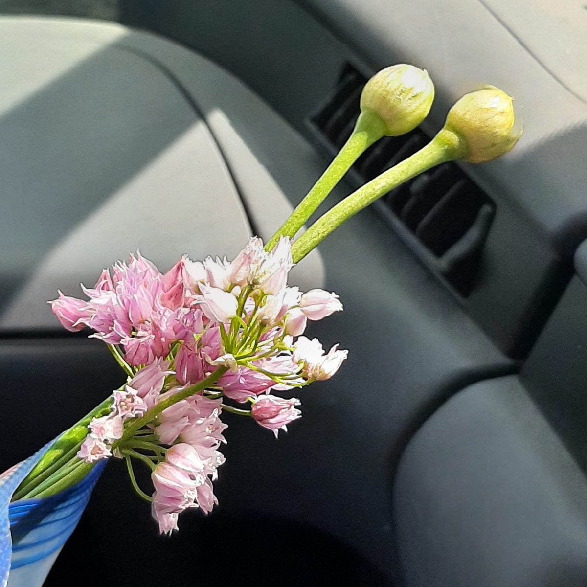 Foraging Spokane area wild&nbsp;onions